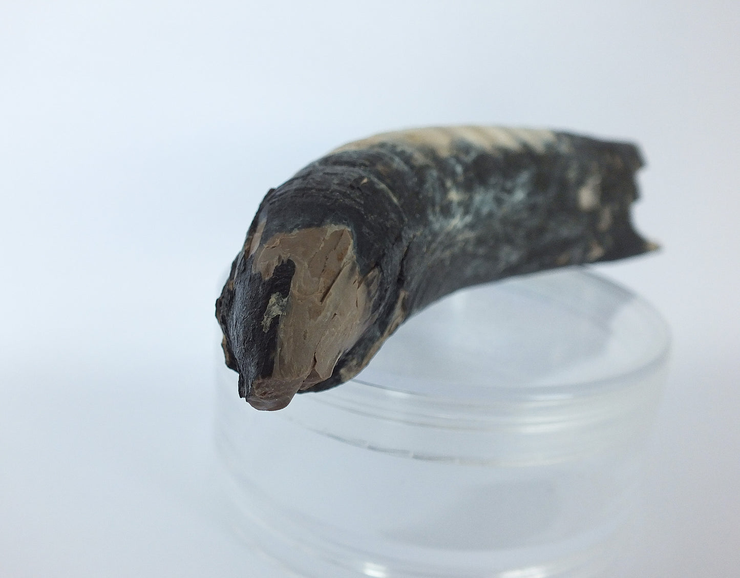 4.25" Pygmy Sperm Whale Tooth Fossil