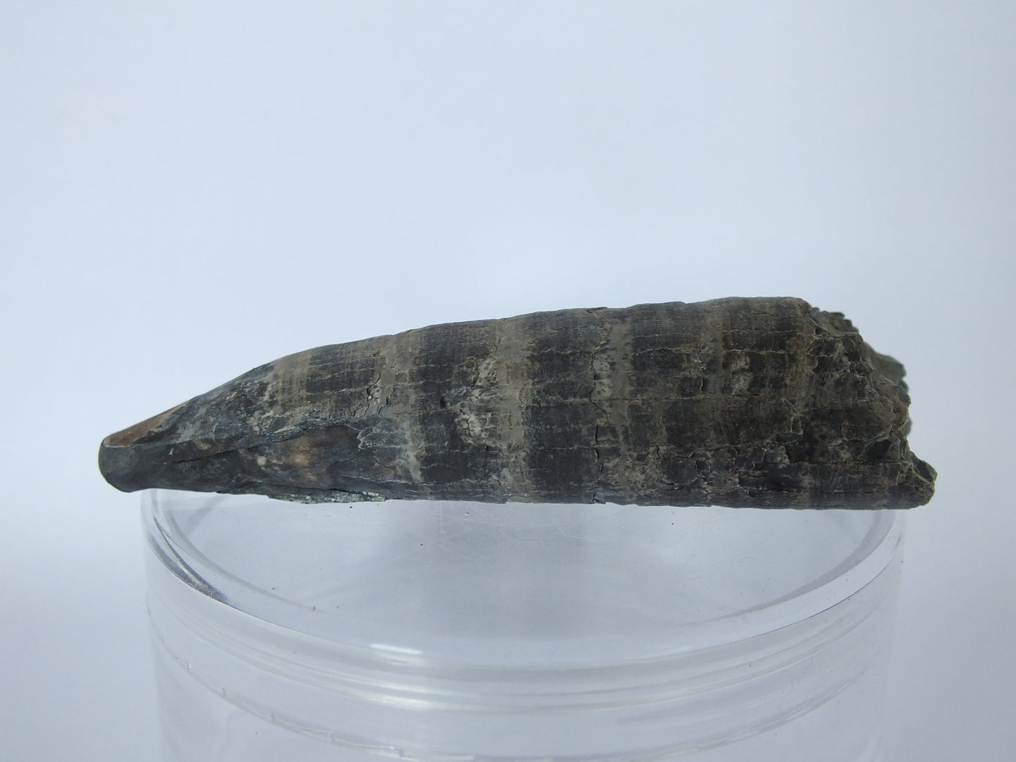 2.75" Pygmy Sperm Whale Tooth Fossil