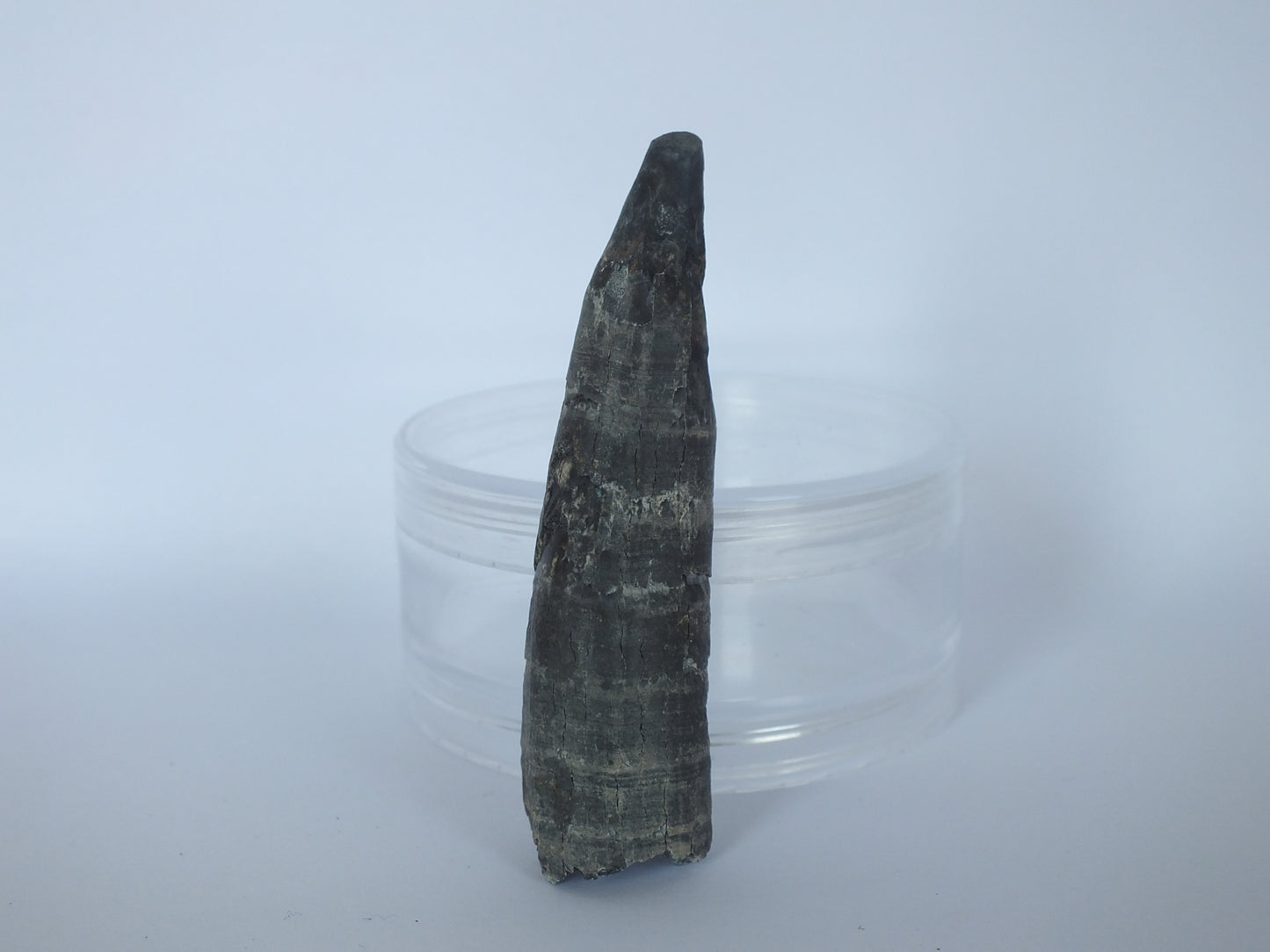 2.75" Pygmy Sperm Whale Tooth Fossil