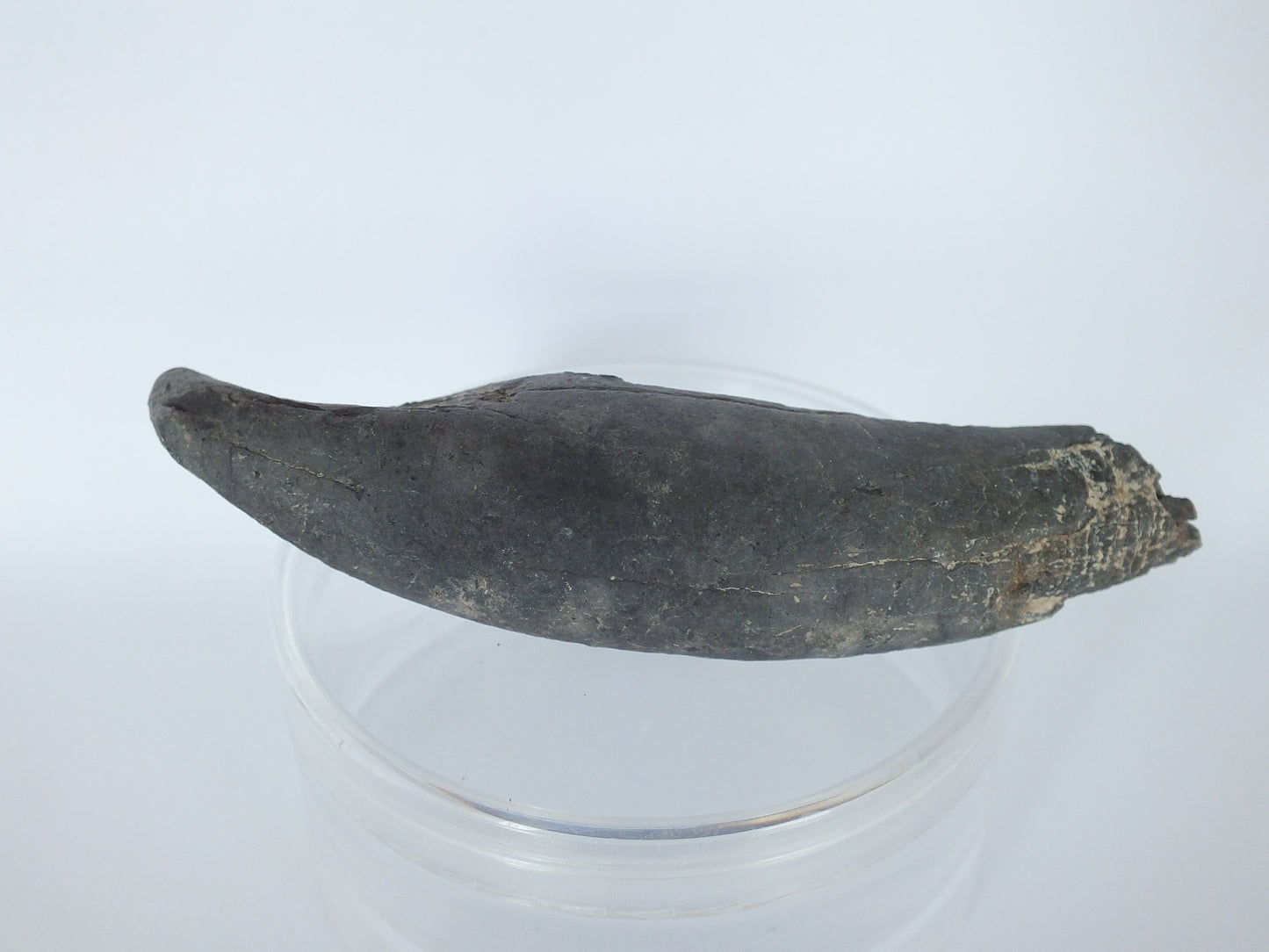 3.5" Pygmy Sperm Whale Tooth Fossil