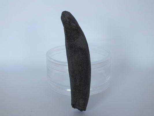 3.5" Pygmy Sperm Whale Tooth Fossil