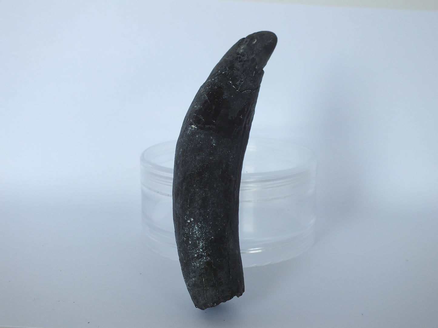 3.75" Pygmy Sperm Whale Tooth Fossil