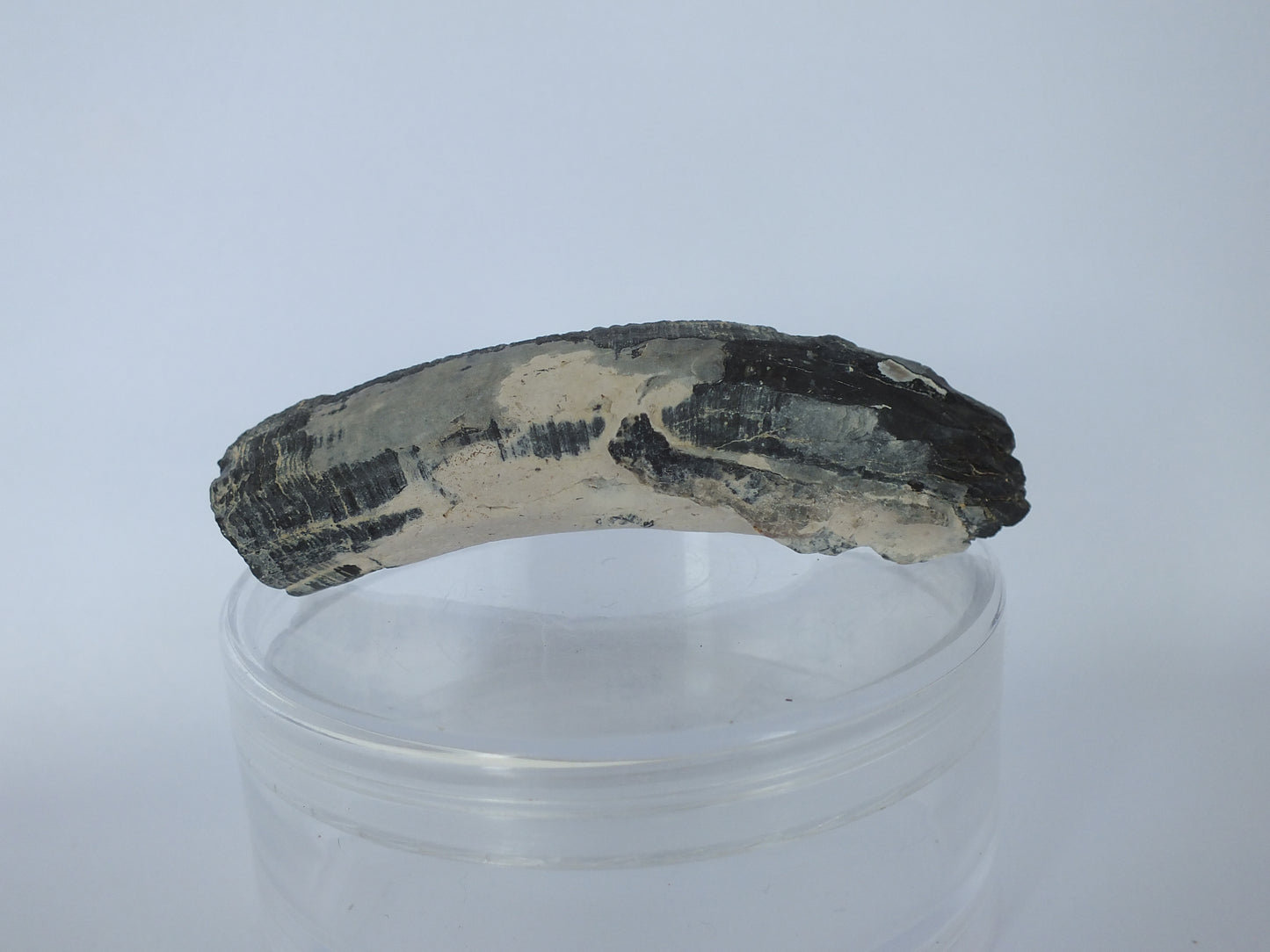 2.8" Pygmy Sperm Whale Tooth Fossil