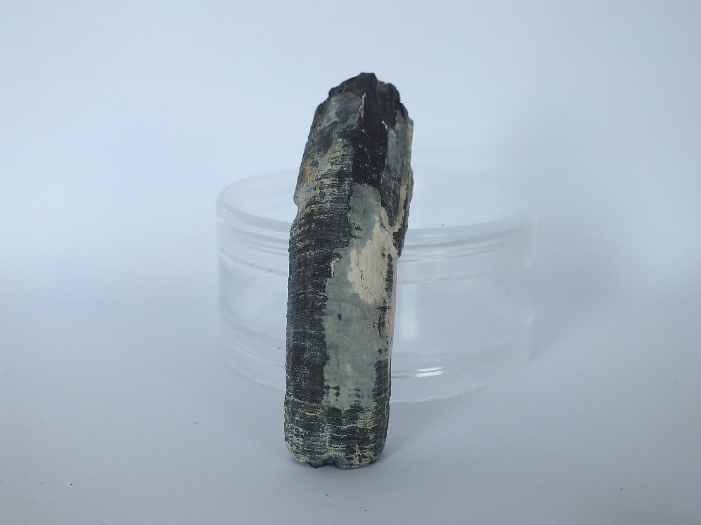 2.8" Pygmy Sperm Whale Tooth Fossil