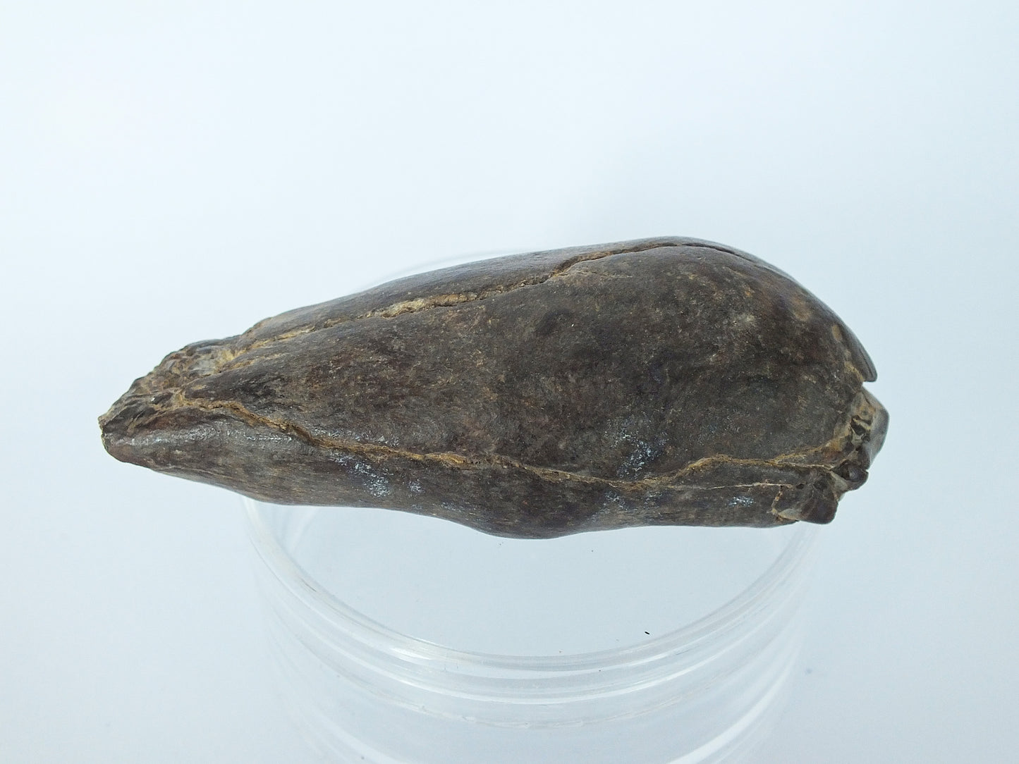 3.2" Unerupted Sperm Whale (Hoplocetus) Tooth Fossil