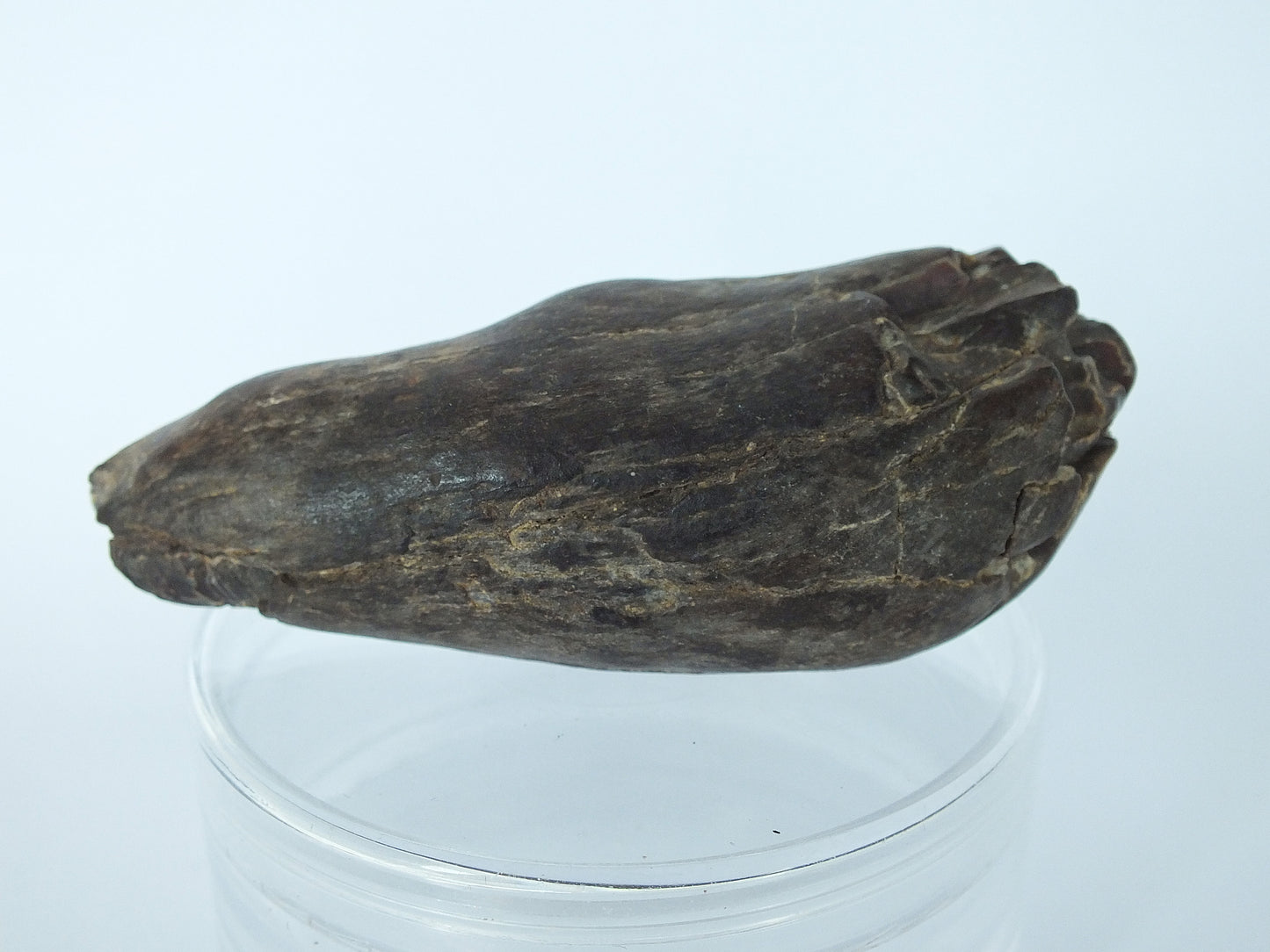 3.2" Unerupted Sperm Whale (Hoplocetus) Tooth Fossil