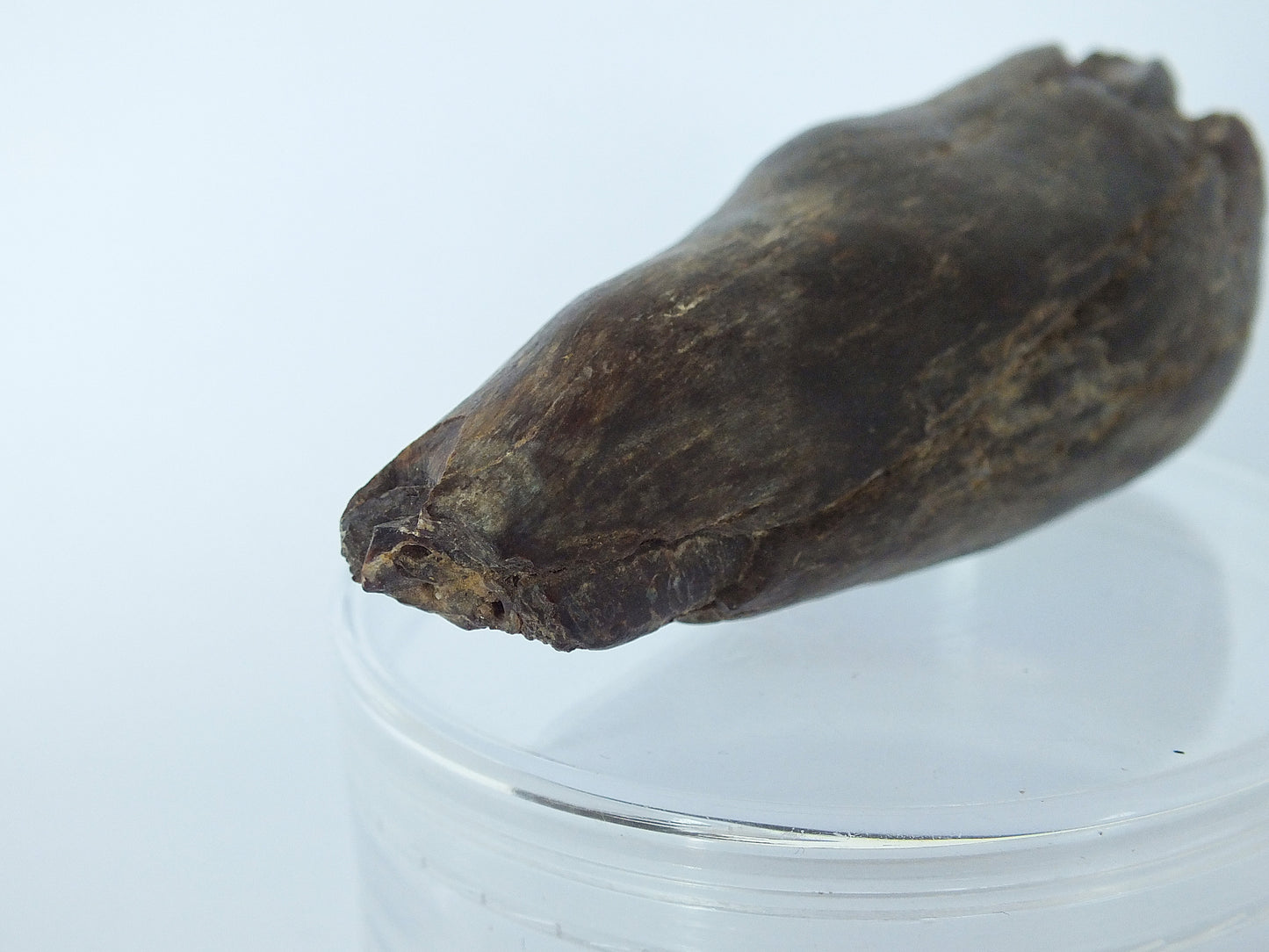 3.2" Unerupted Sperm Whale (Hoplocetus) Tooth Fossil