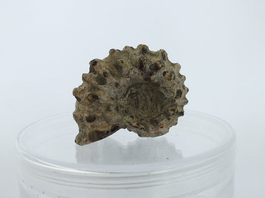 1.25" Ammonite