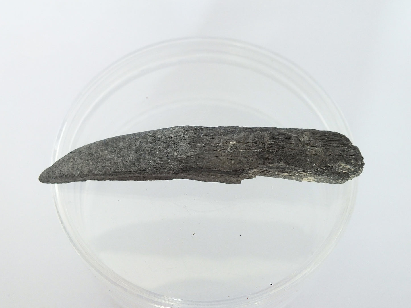 2.75" Sawfish Tooth Fossil