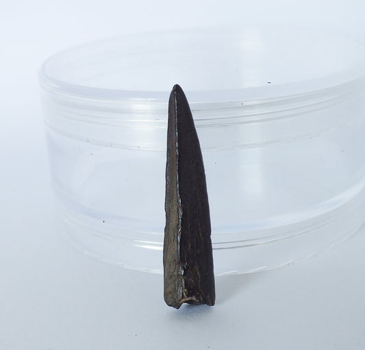 1.4" Sawfish Tooth Fossil