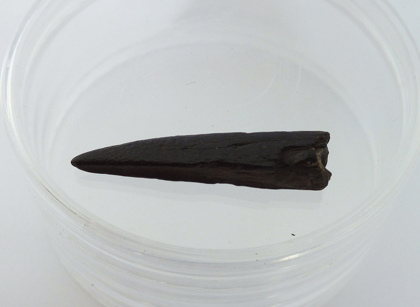 1.4" Sawfish Tooth Fossil