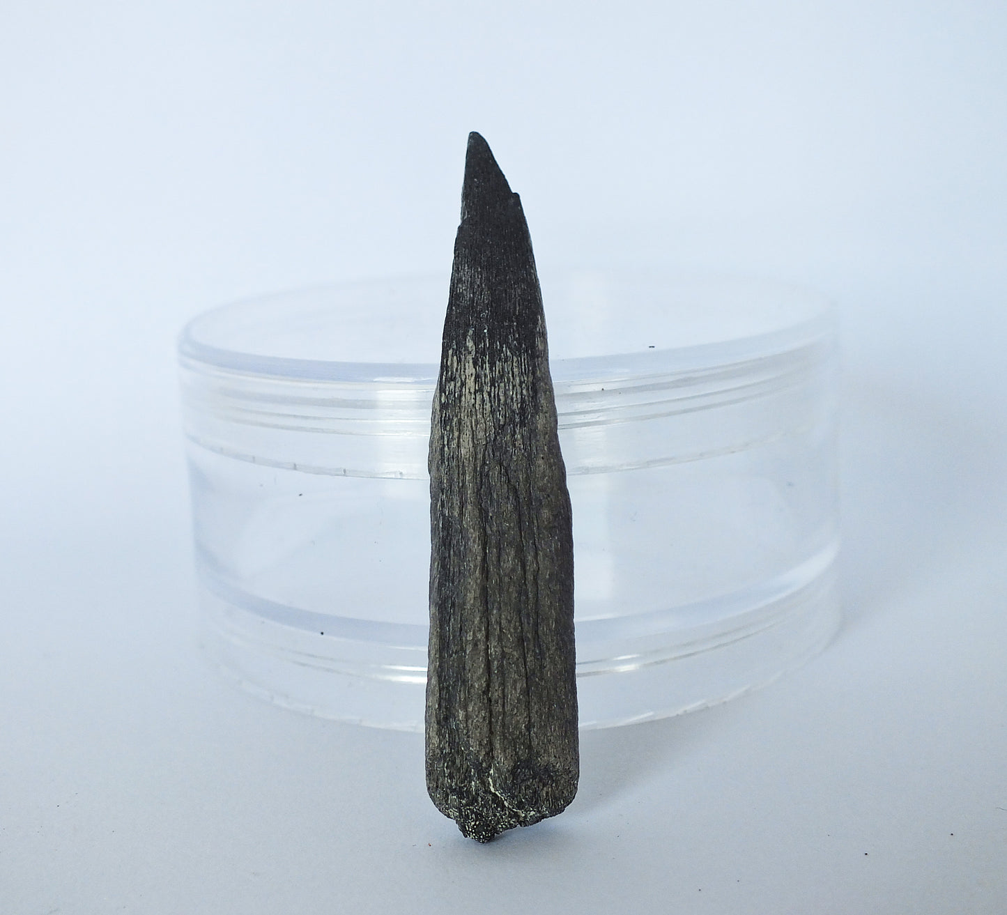 2.3" Sawfish Tooth Fossil