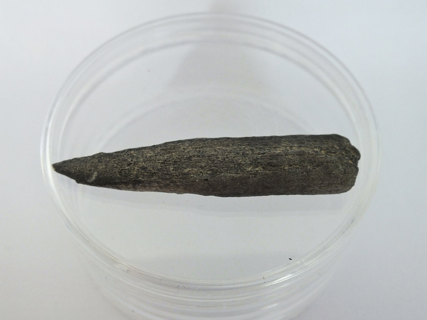 2.3" Sawfish Tooth Fossil