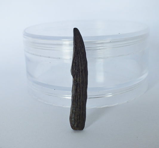 1.62" Sawfish Tooth Fossil