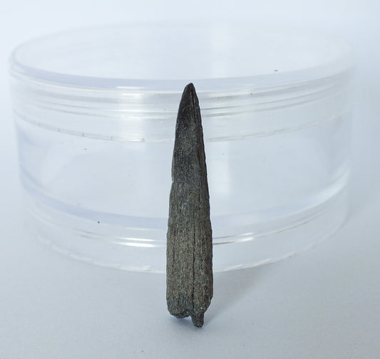 1.5" Sawfish Tooth Fossil