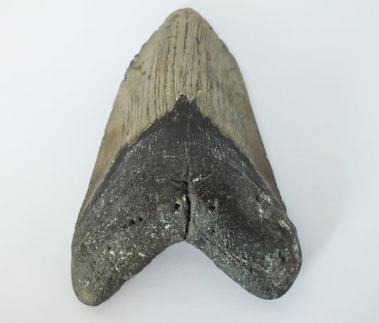 5.66" Megalodon Tooth