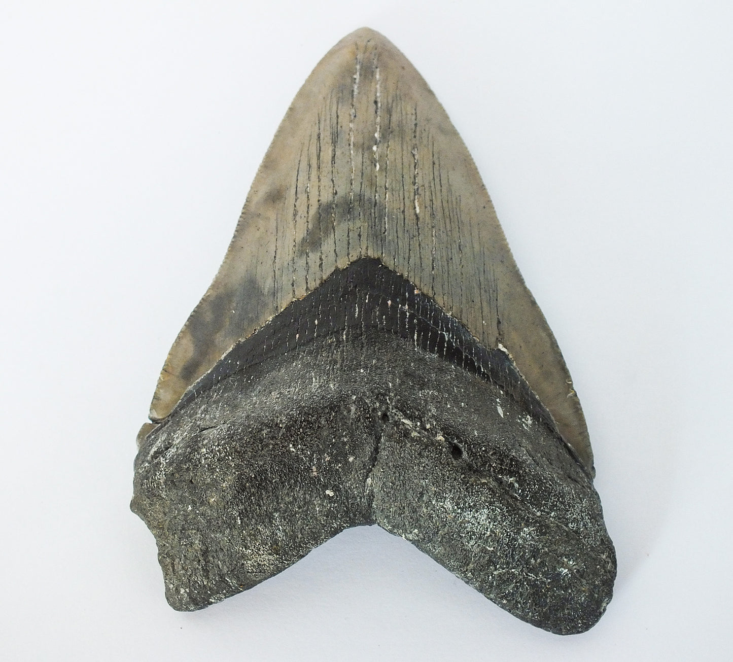 5.09" Megalodon Tooth