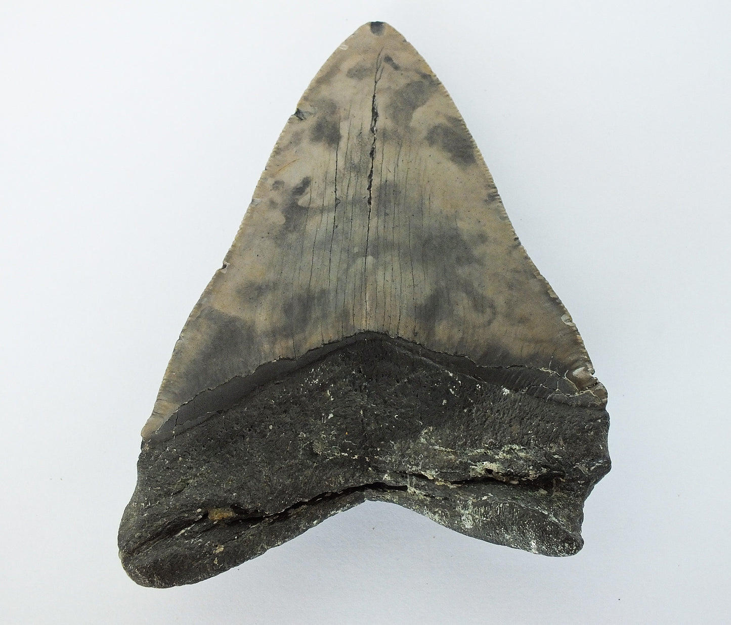 5.09" Megalodon Tooth