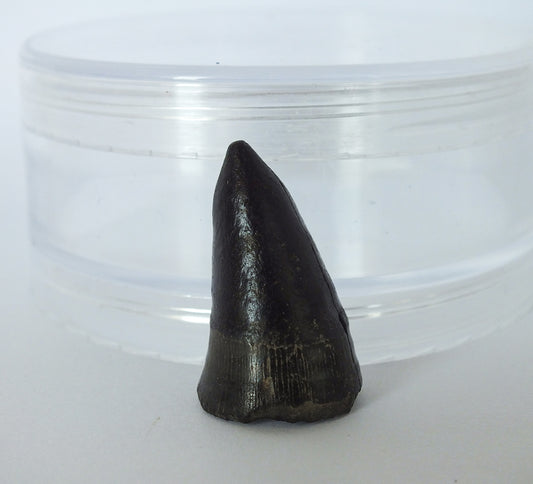 1.25" Alligator Tooth Fossil