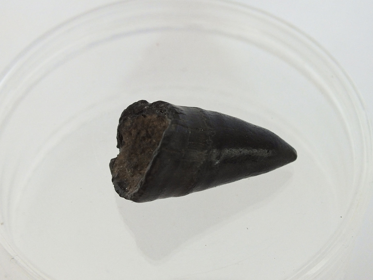 1.25" Alligator Tooth Fossil