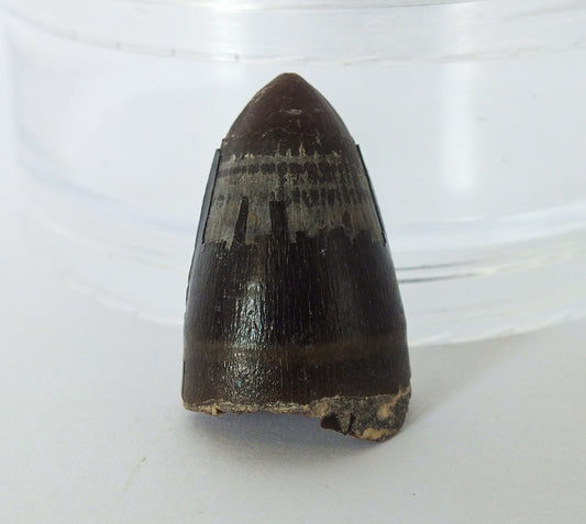 1.1" Alligator Tooth Fossill