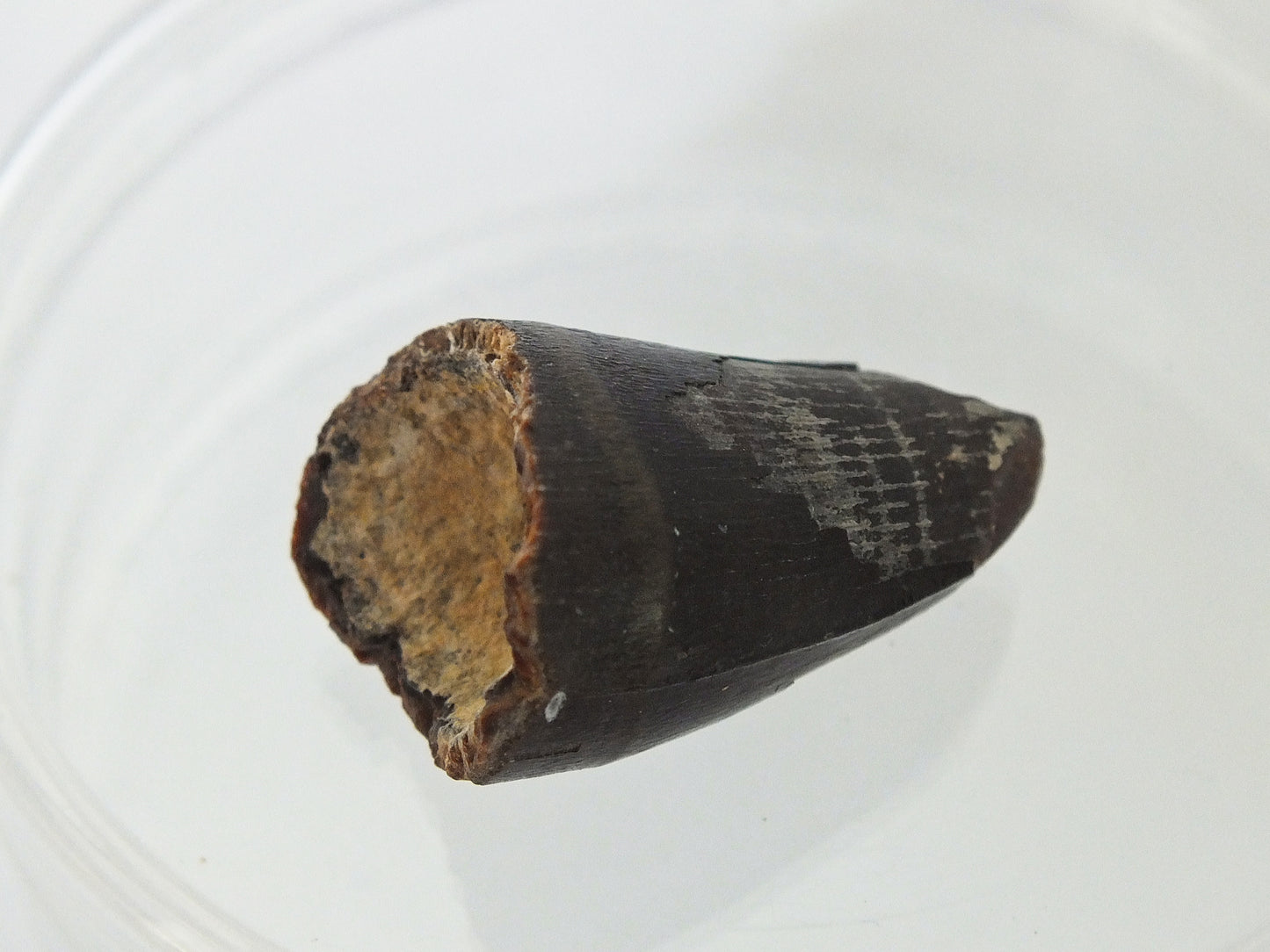 1.1" Alligator Tooth Fossill