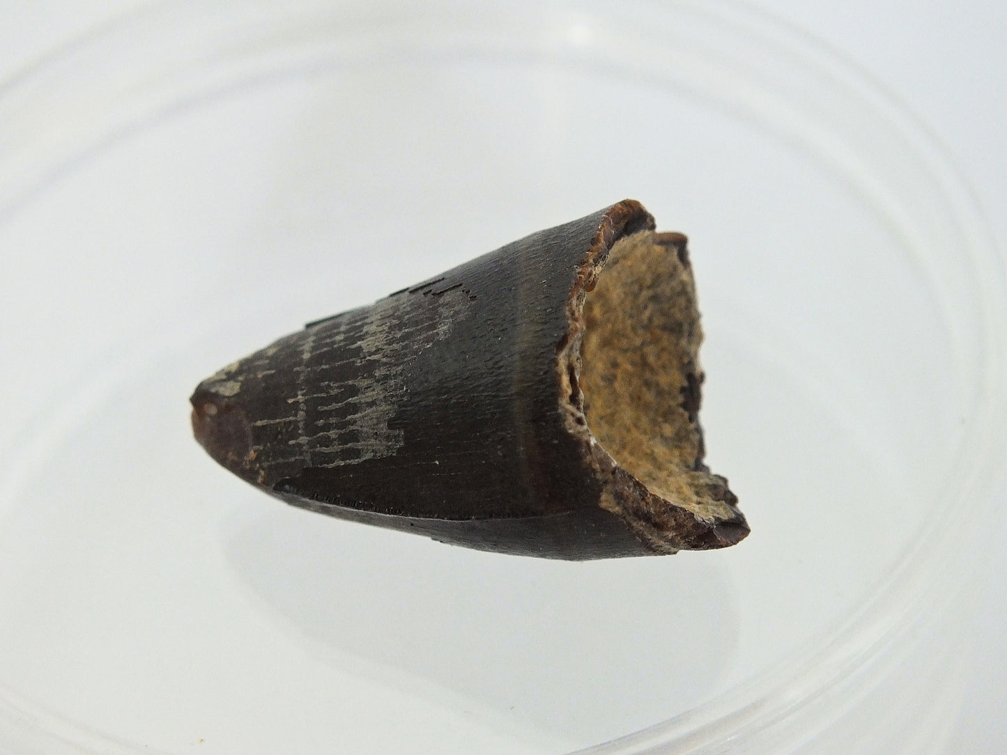 1.1" Alligator Tooth Fossill