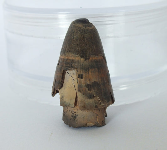 1.4" Alligator Tooth Fossil