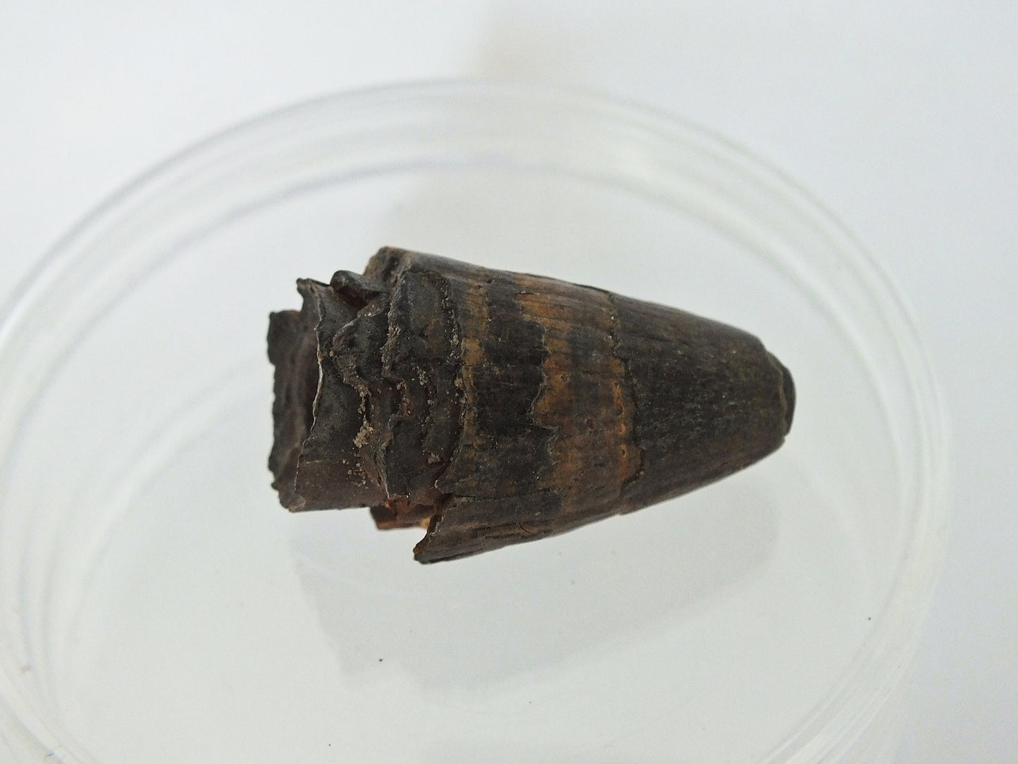 1.4" Alligator Tooth Fossil