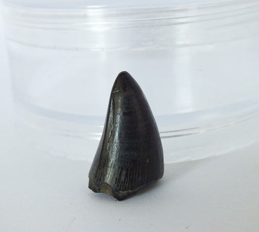 1.0" Alligator Tooth Fossil