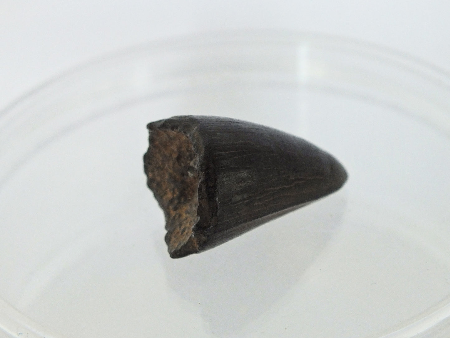 1.0" Alligator Tooth Fossil