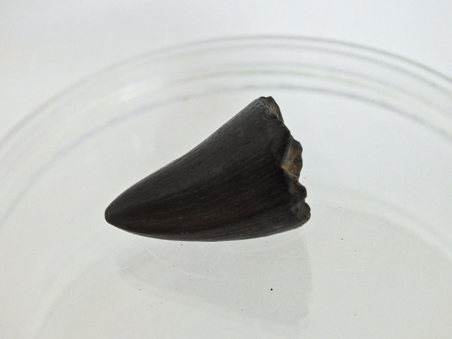 1.0" Alligator Tooth Fossil