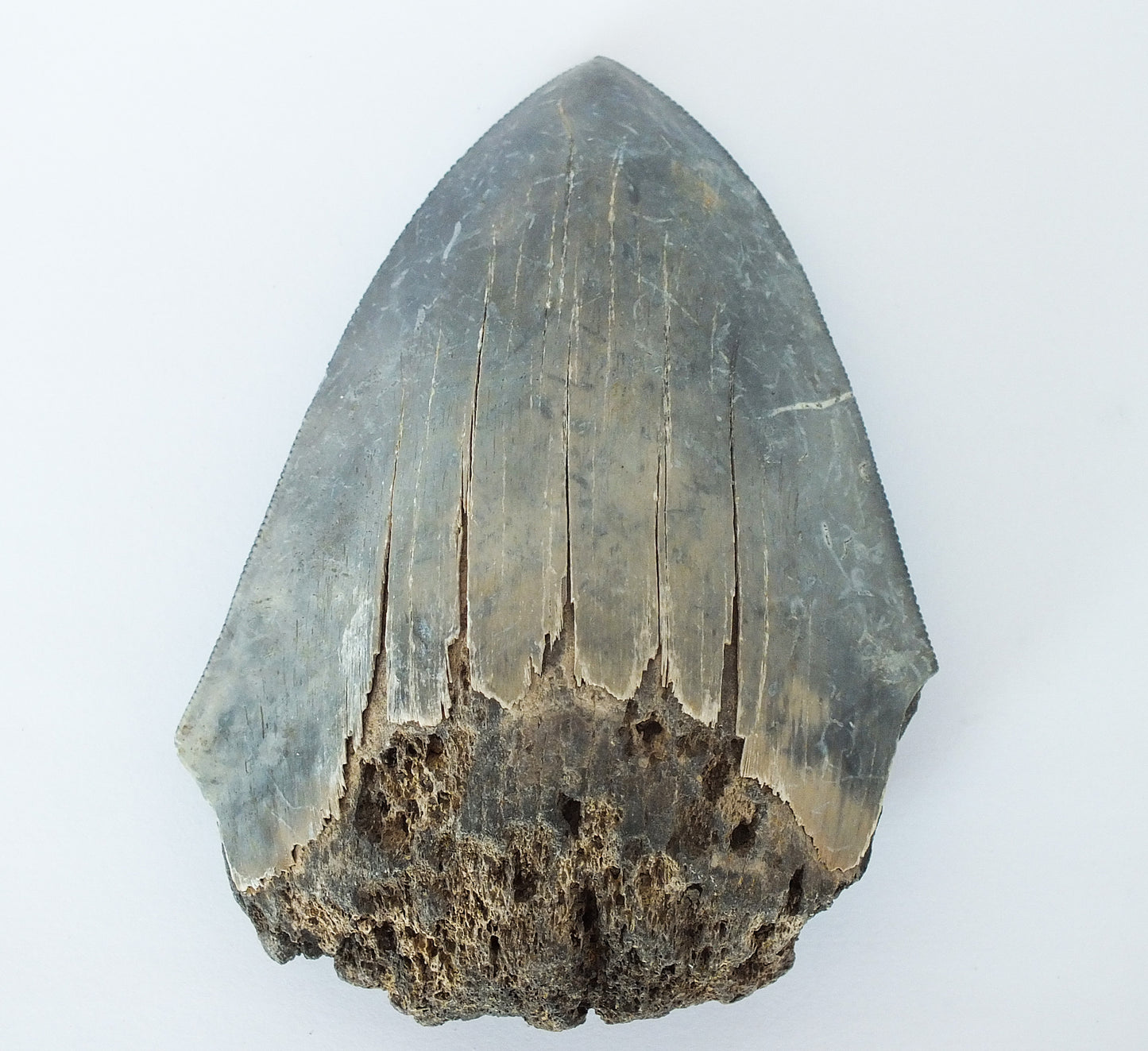 4.0" Megalodon Tooth Blade