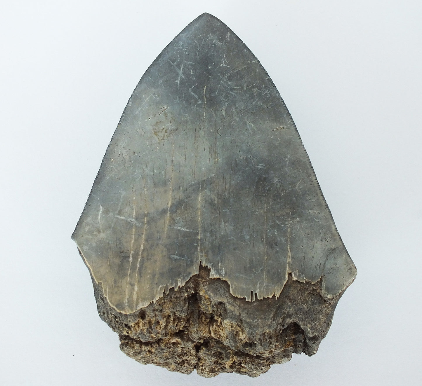 4.0" Megalodon Tooth Blade