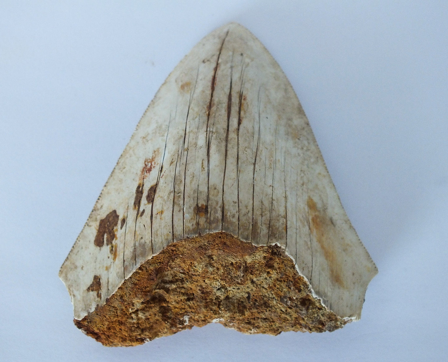 3.5" Megalodon Tooth Blade