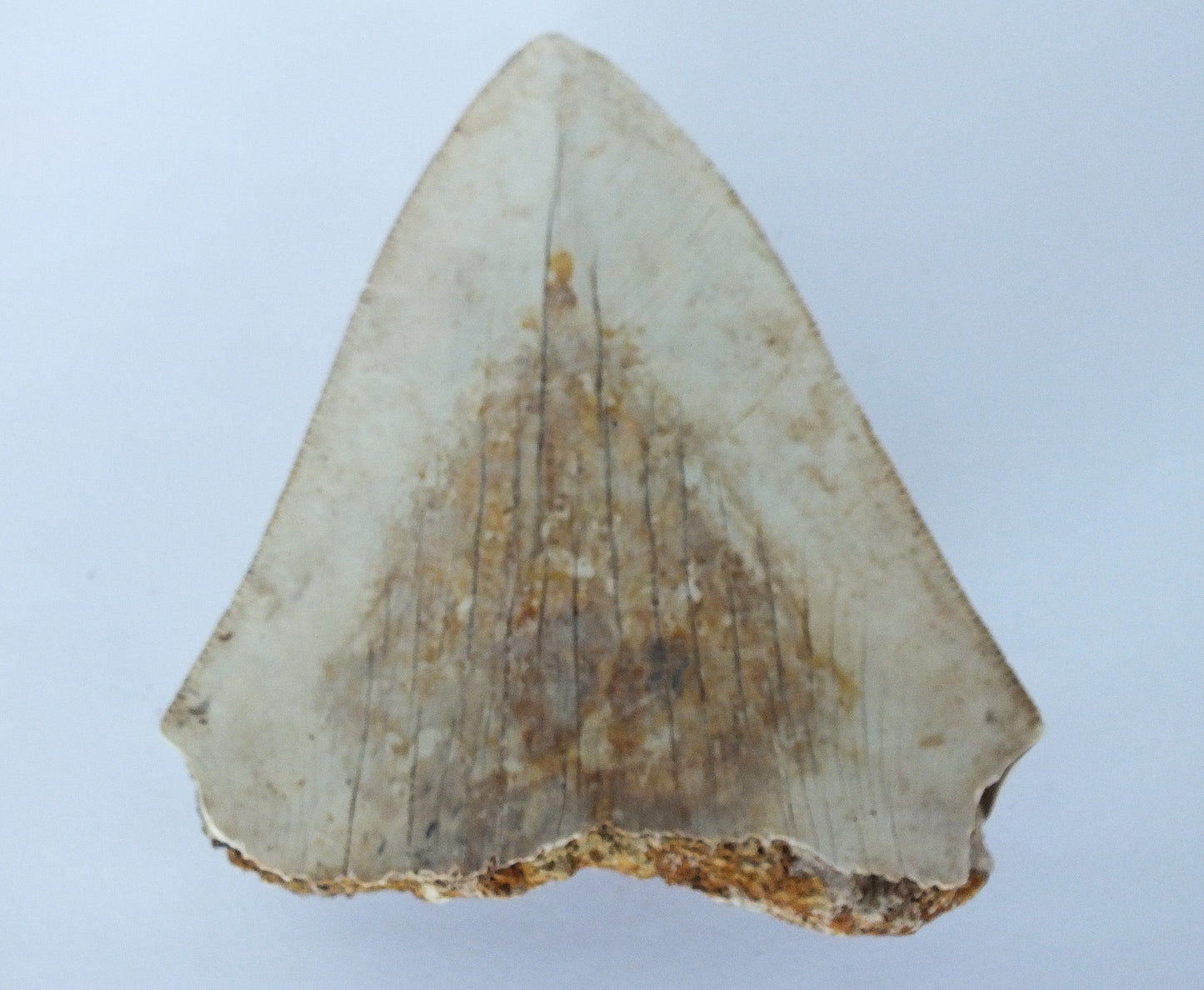 3.5" Megalodon Tooth Blade