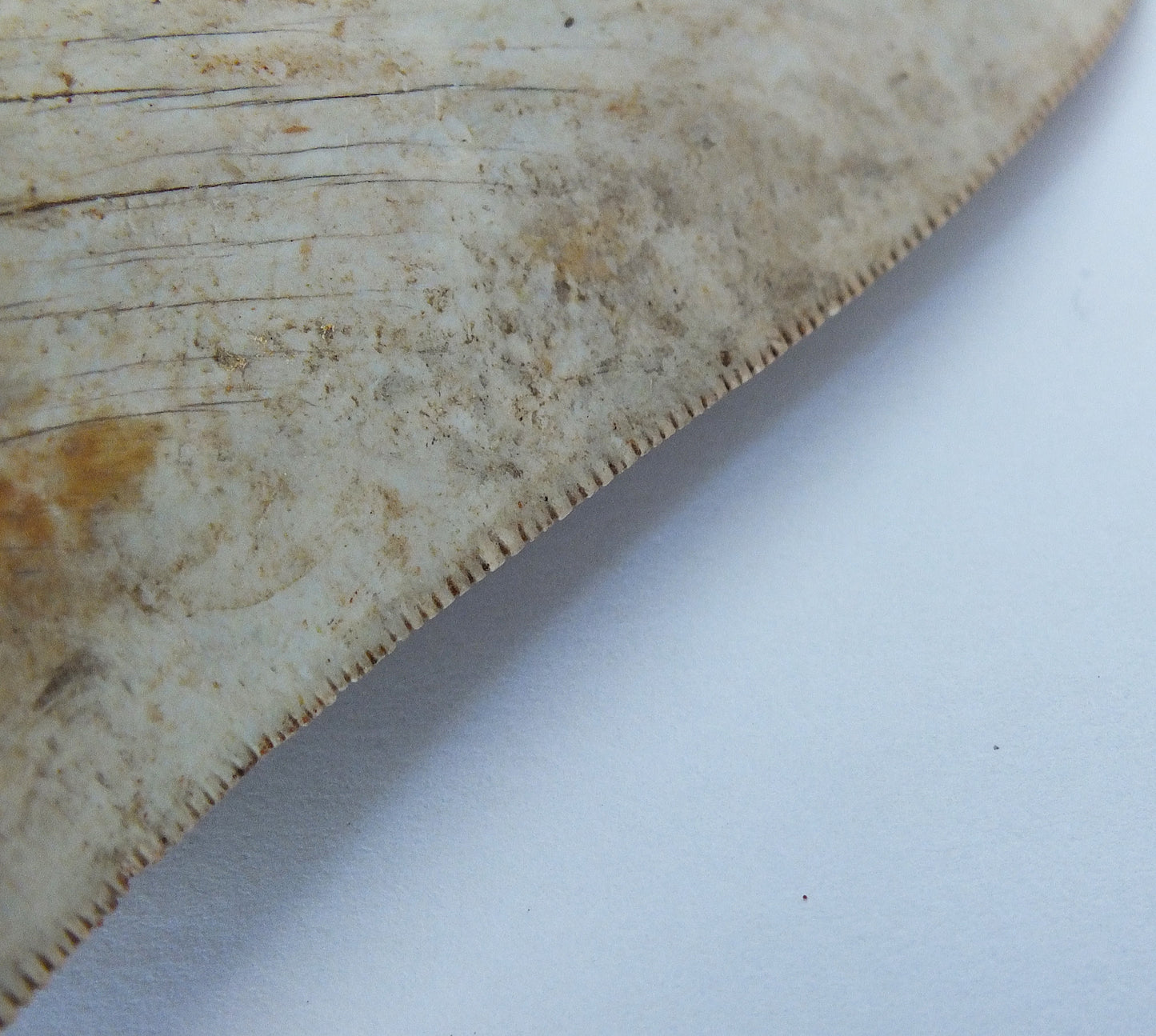 3.5" Megalodon Tooth Blade