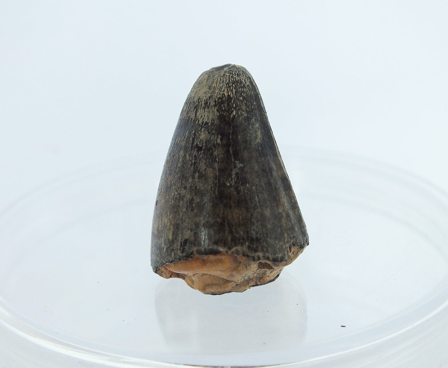 1.0" Alligator Tooth Fossil