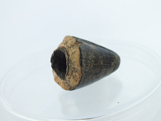 1.0" Alligator Tooth Fossil