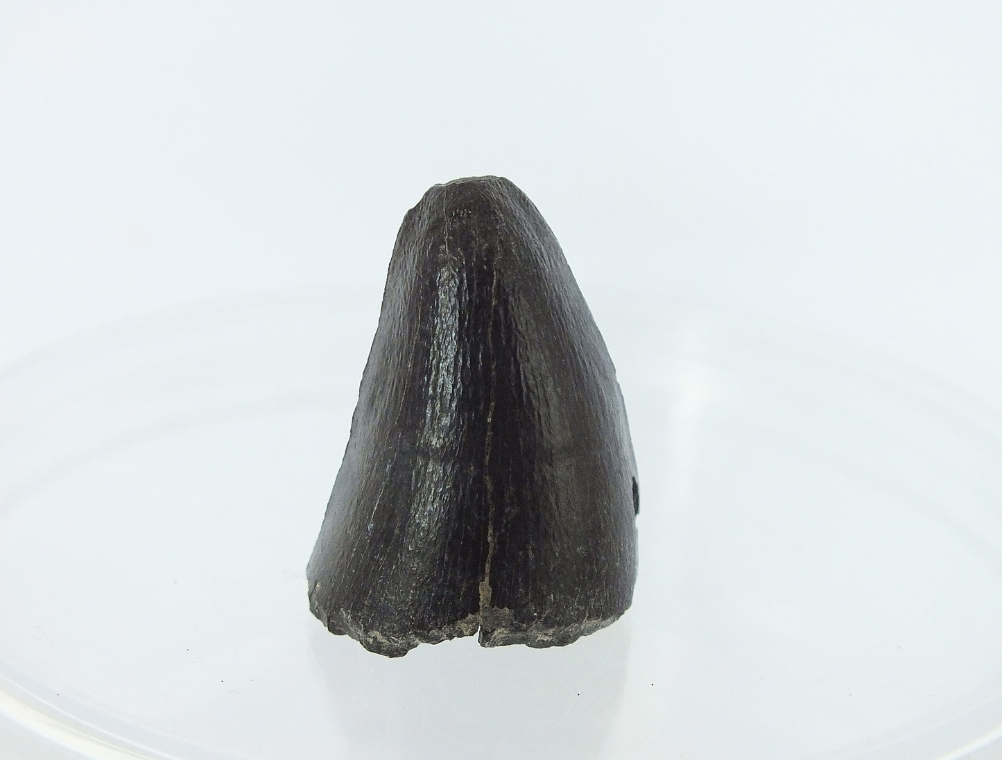 0.8" Alligator Tooth Fossil