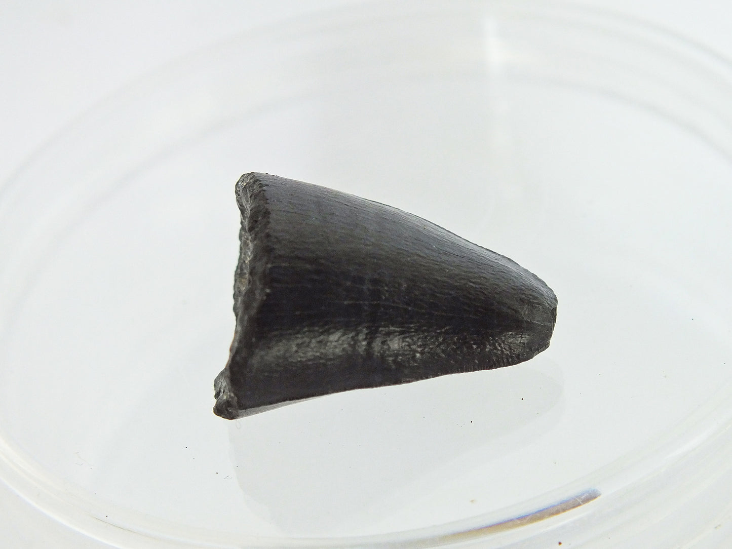 0.8" Alligator Tooth Fossil