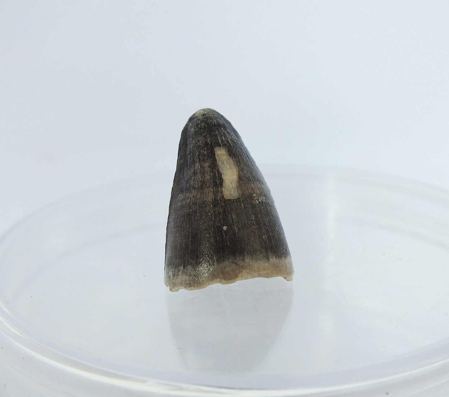 0.8" Alligator Tooth Fossil