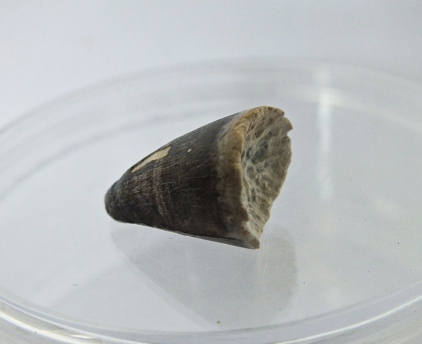 0.8" Alligator Tooth Fossil