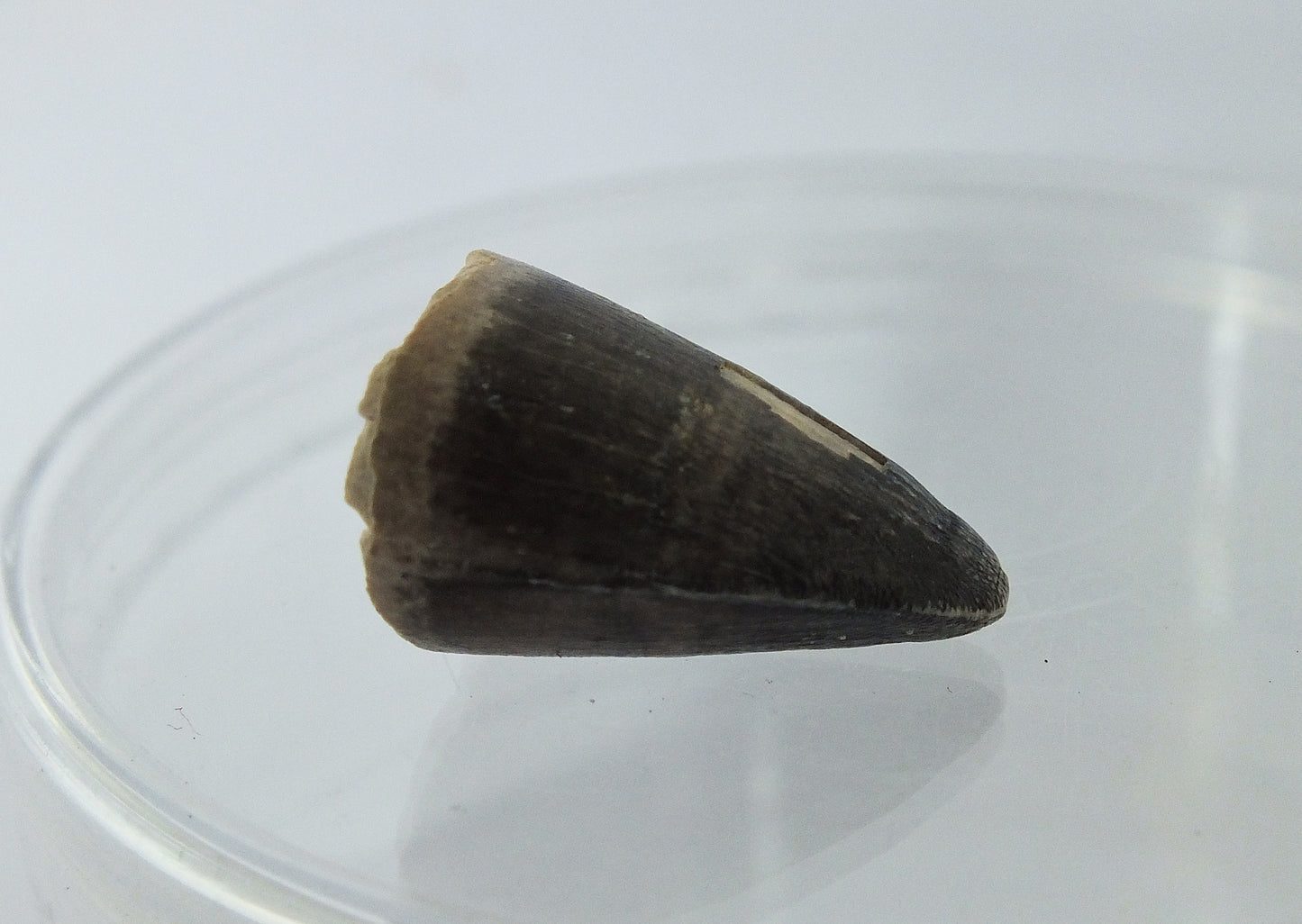 0.8" Alligator Tooth Fossil