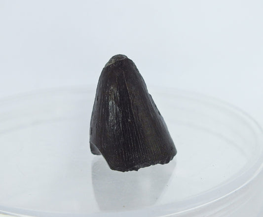 0.75" Alligator Tooth Fossil