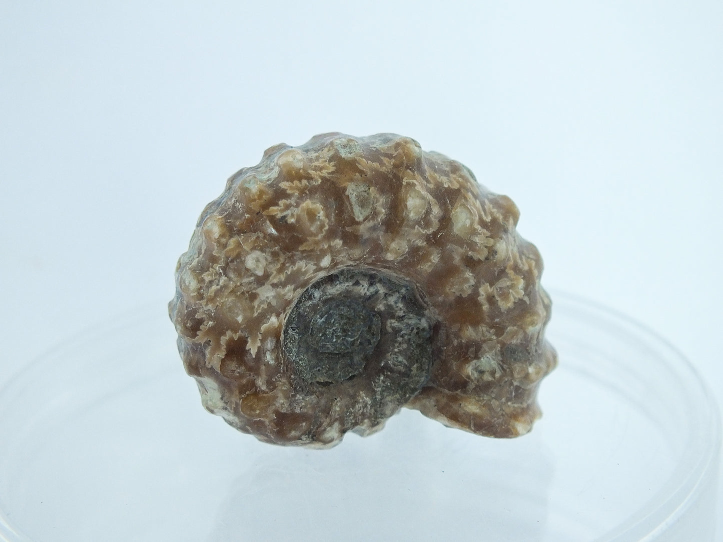 1.25" Ammonite