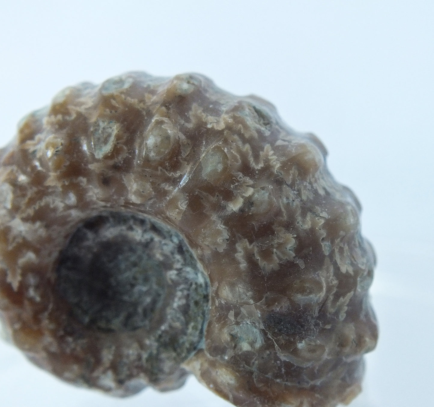 1.25" Ammonite