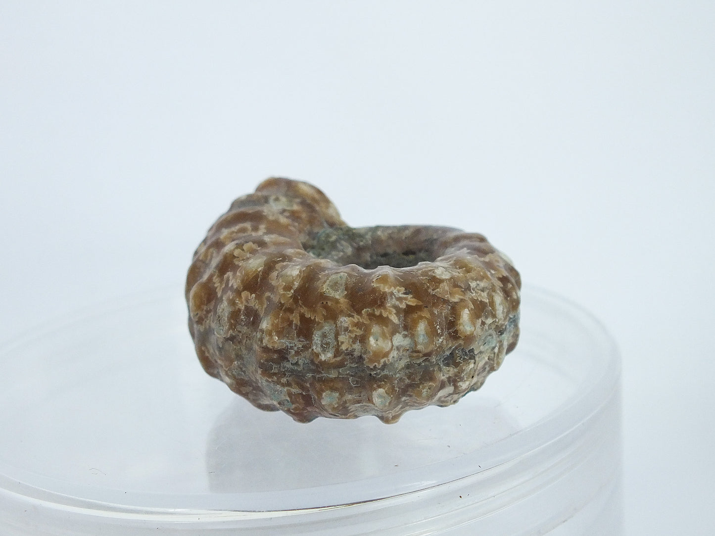 1.25" Ammonite