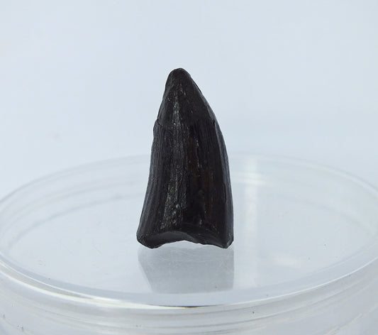 1.1" Alligator Tooth Fossil