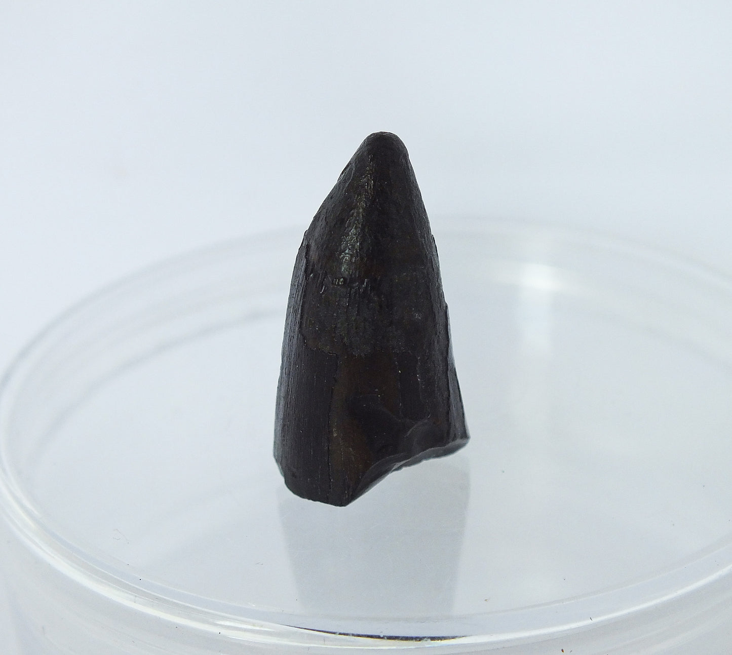 1.1" Alligator Tooth Fossil